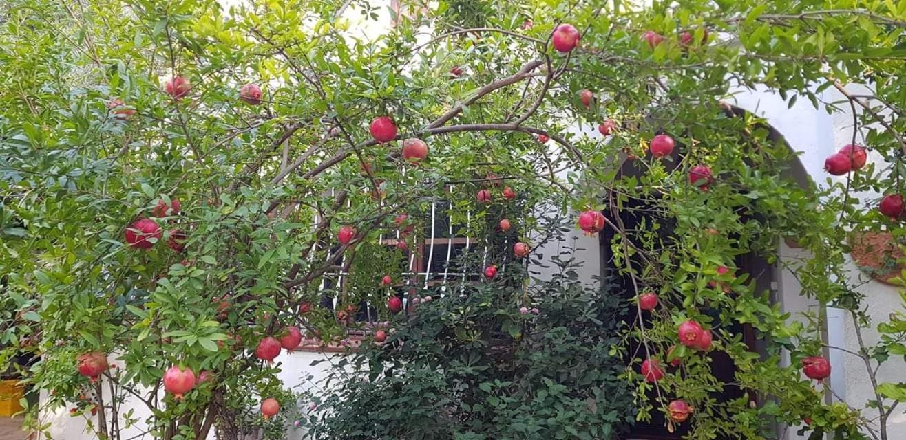 Il Giardino Di Frafa Leilighet Quartu SantʼElena Eksteriør bilde